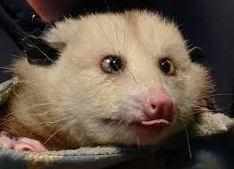 Possum